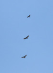 Buzzards-and_Corvid